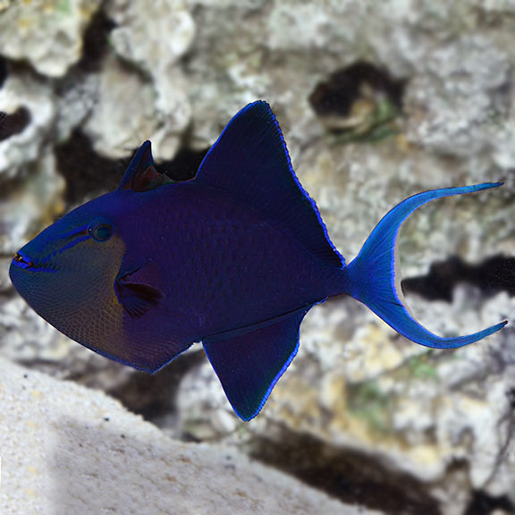 Red Tooth Triggerfish