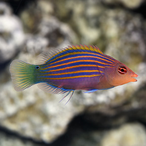 Sixline Wrasse