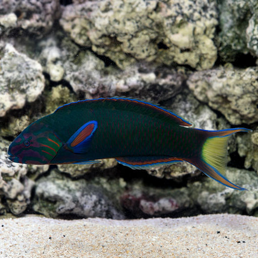 Lunare Wrasse