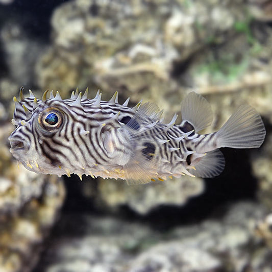 Spiny Burrfish