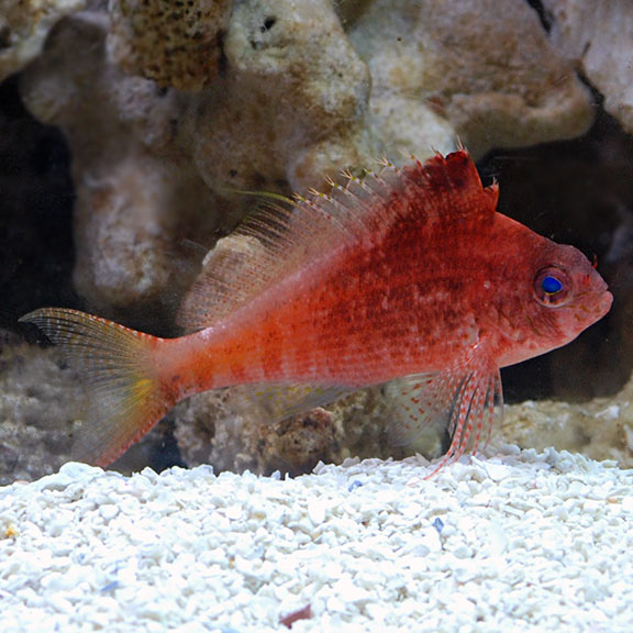 Red Lyretail Hawkfish