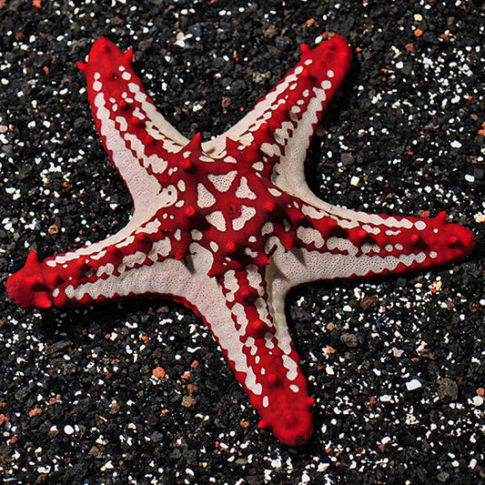 Red Knob Starfish