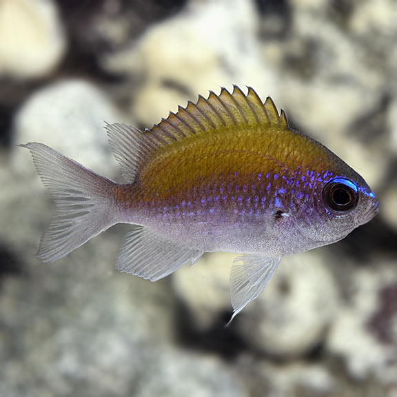 Sunshine Chromis