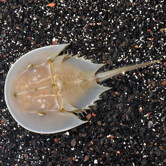 Horse Shoe Crab