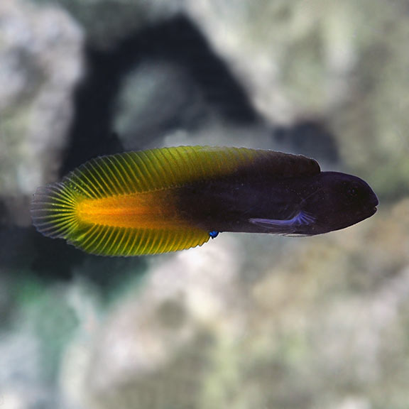 Yellow Tail Blenny