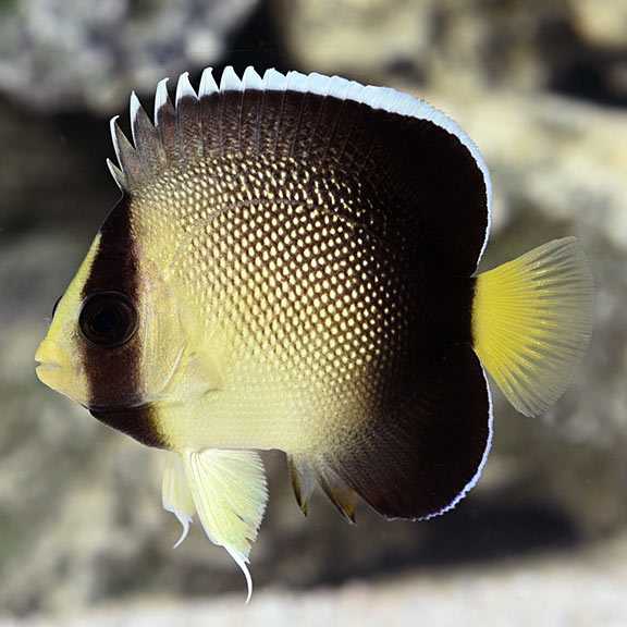 Cream Angelfish