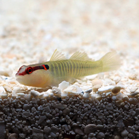 Green Banded Goby