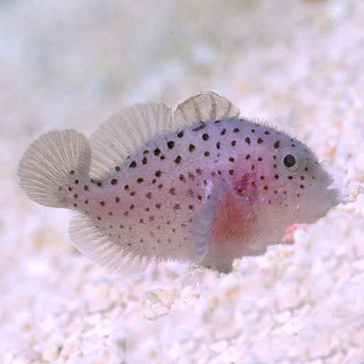 Coral Croucher
