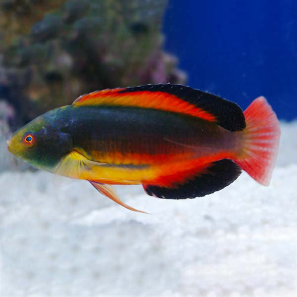 Scott's Fairy Wrasse