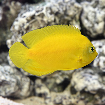 Yellow Angelfish – MN Aquatics