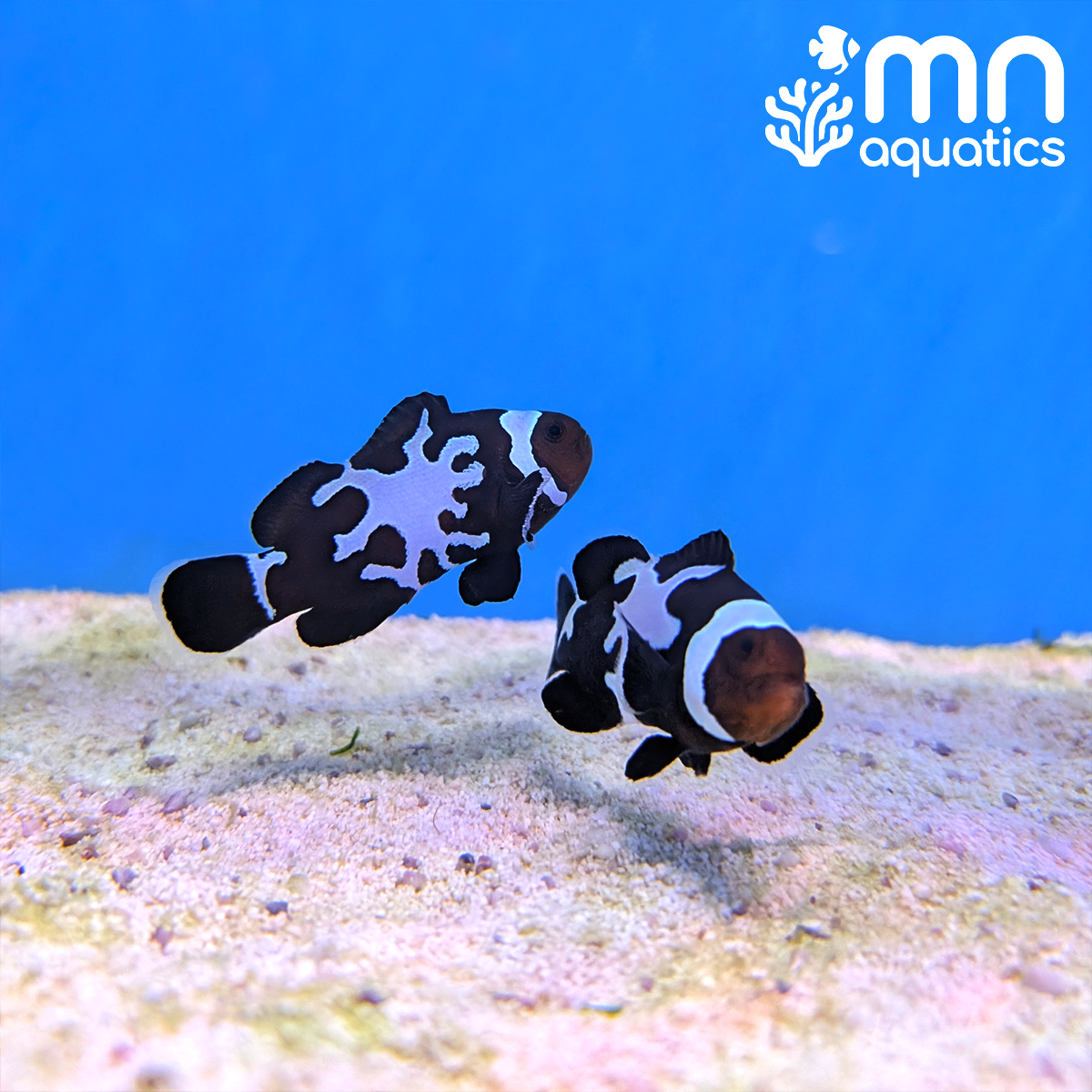 Midnight Lightning Clownfish