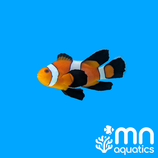 WYSIWYG Longfin Ocellaris Clownfish 1