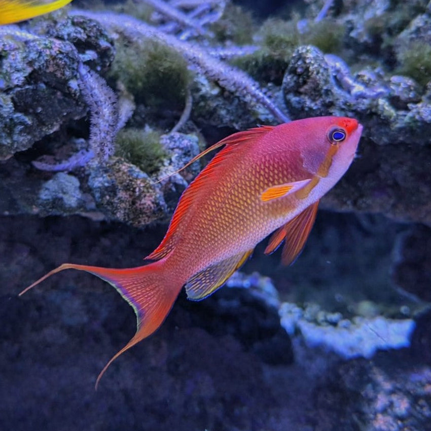 Male Lyretail Anthias
