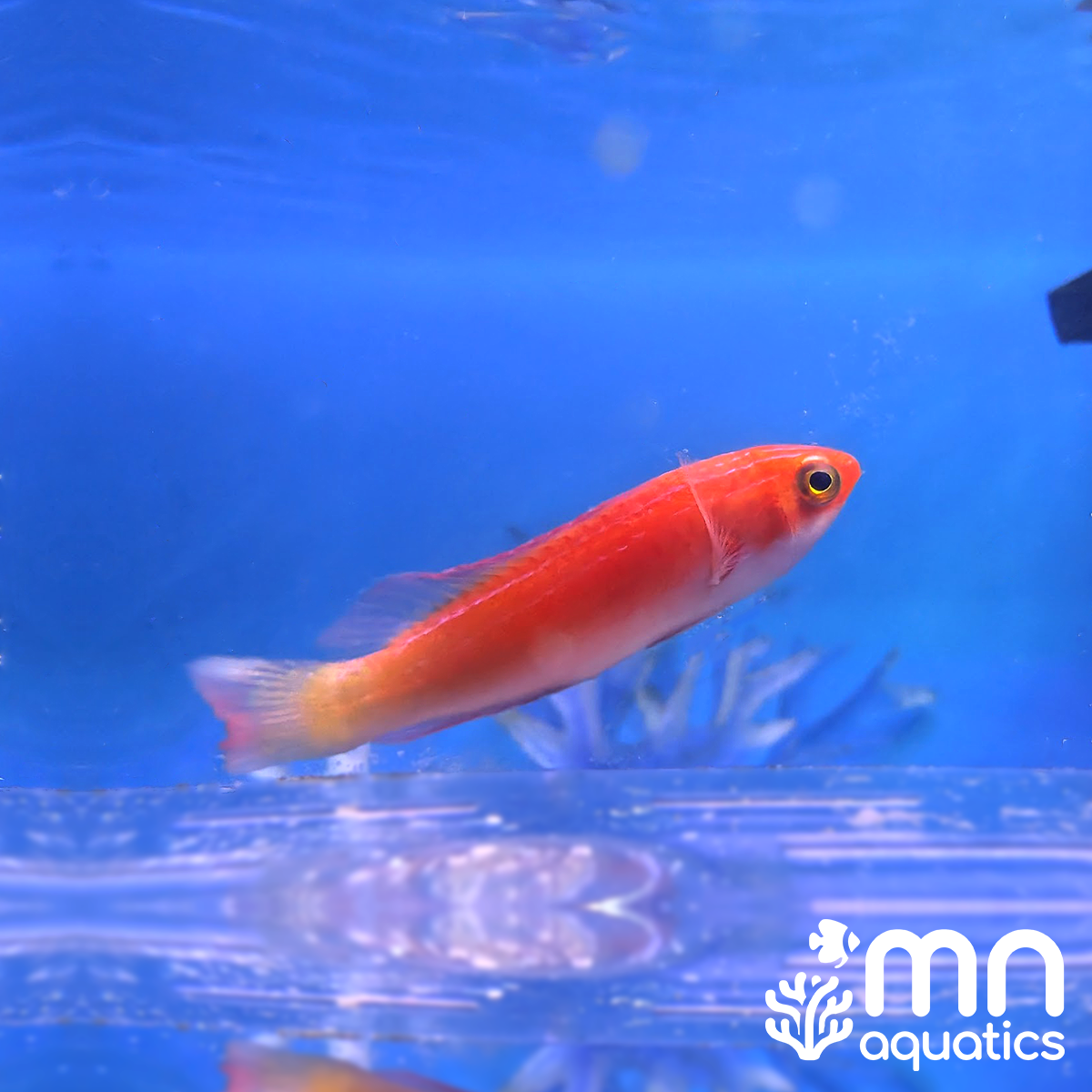 Magma Fairy Wrasse
