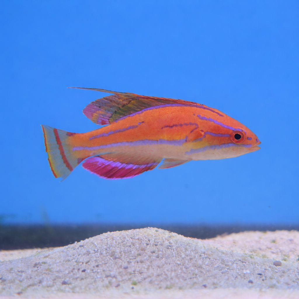 McCosker's Flasher Wrasse