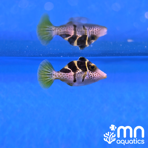 Mimic Filefish