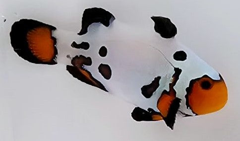 Mocha Frostbite Clownfish