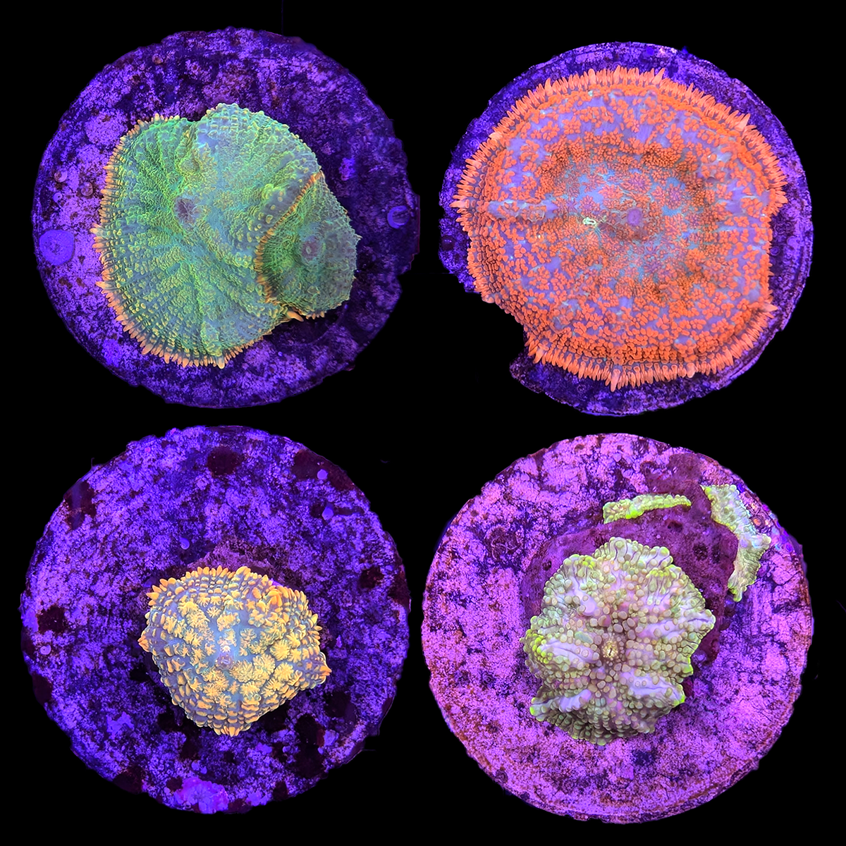 Assorted Mushroom Coral Frag