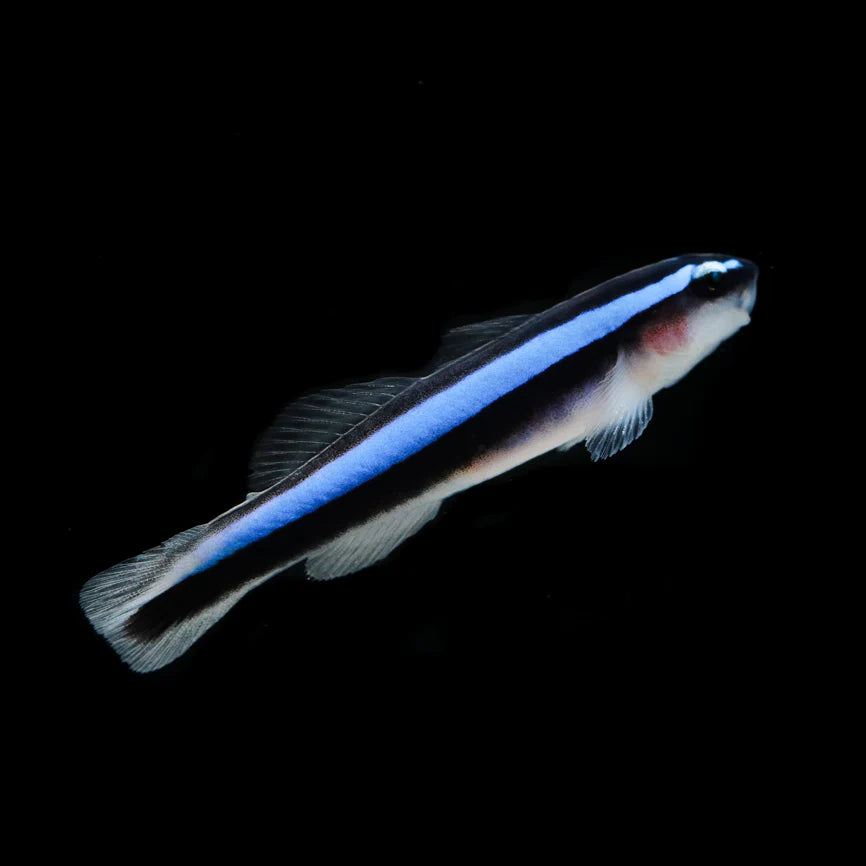 Neon Goby