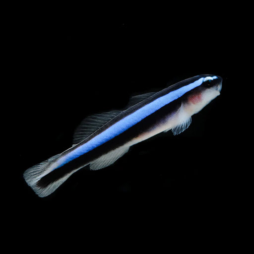 Neon Goby