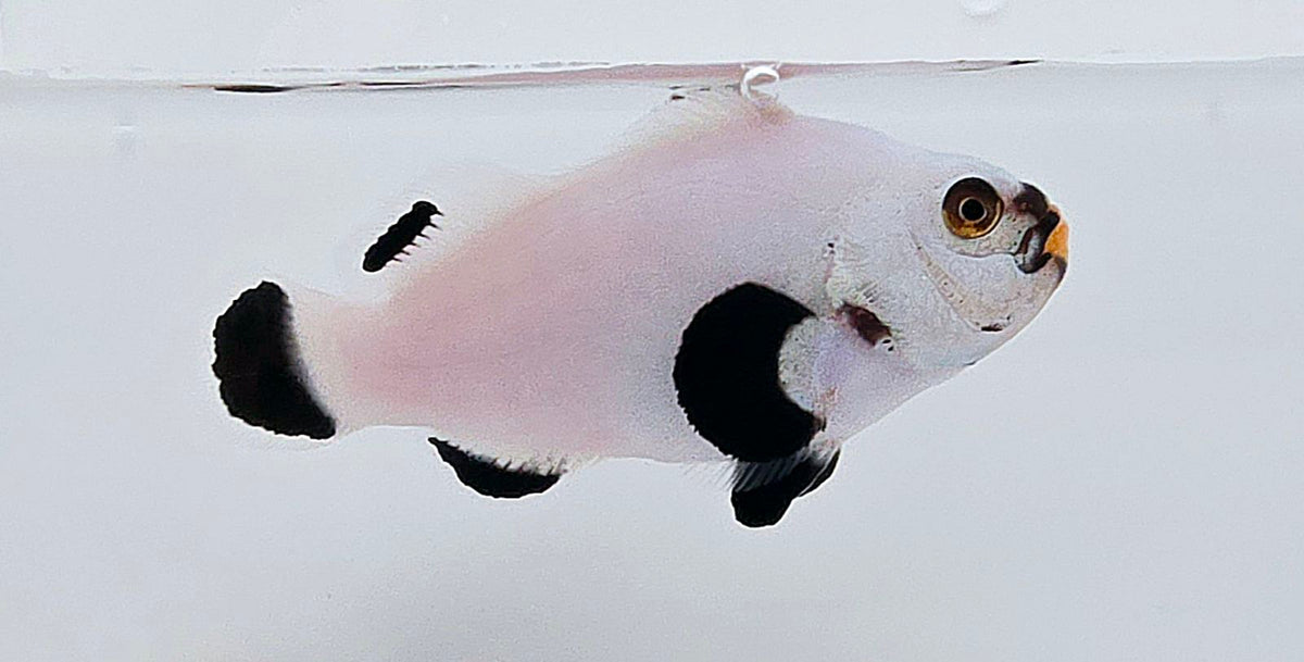 Onyx Platinum Clownfish