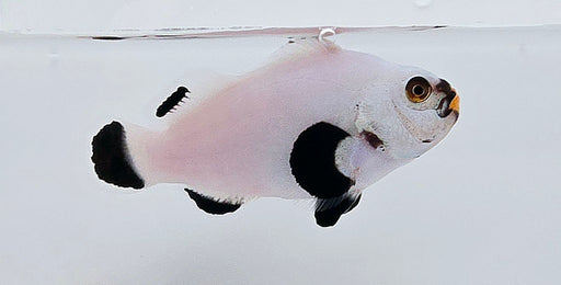 Onyx Platinum Clownfish