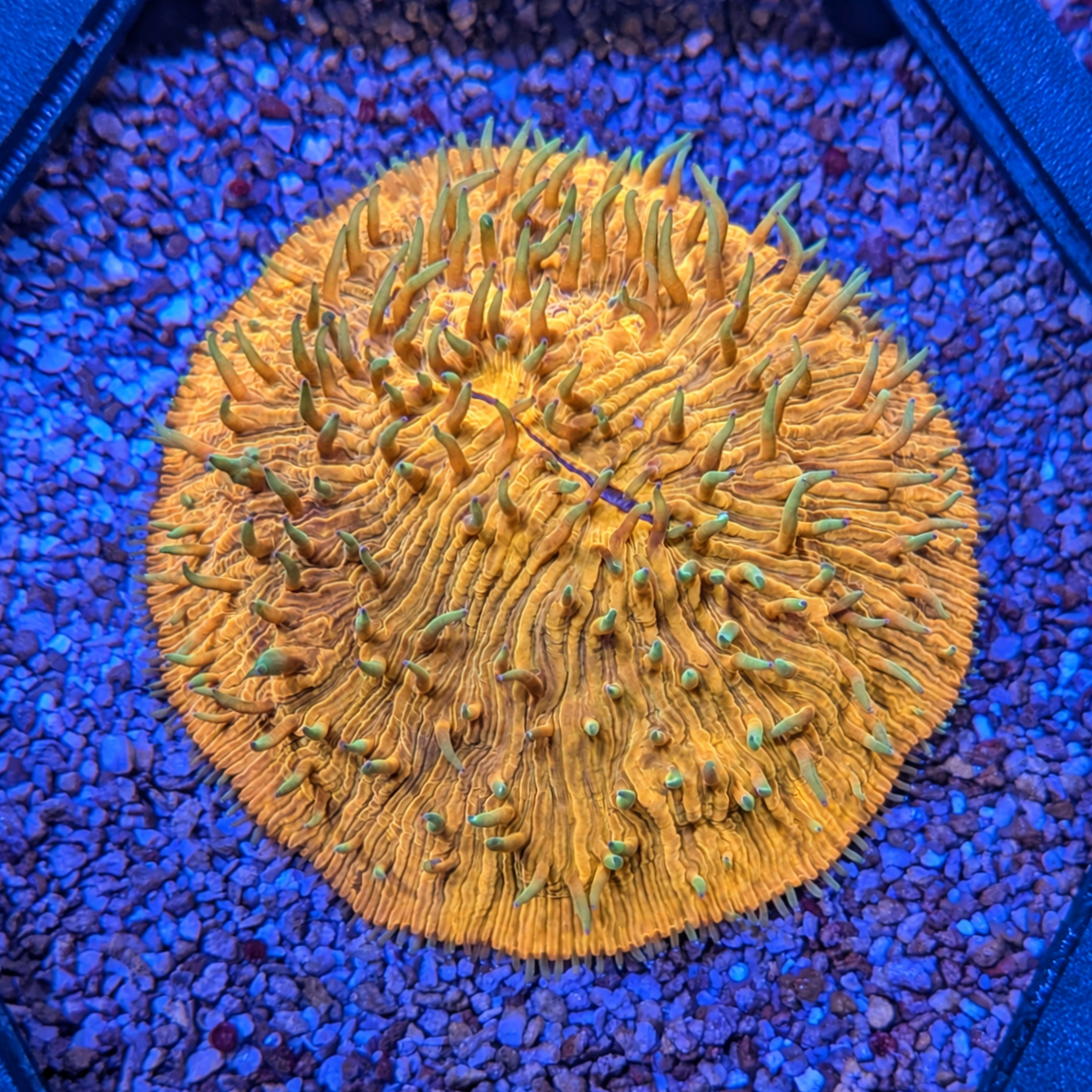 Orange Helmet Fungia Plate