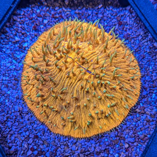 Orange Helmet Fungia Plate