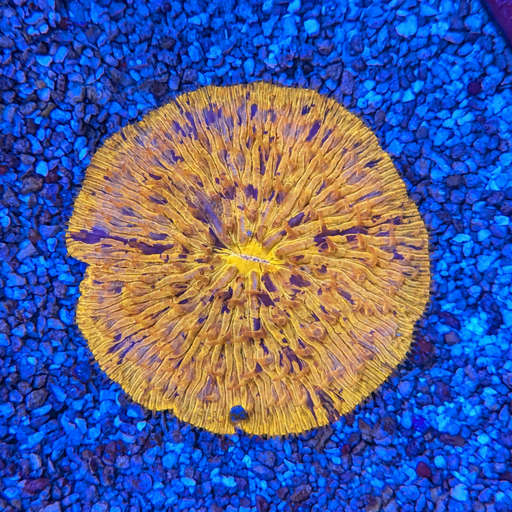Halloween Plate Coral