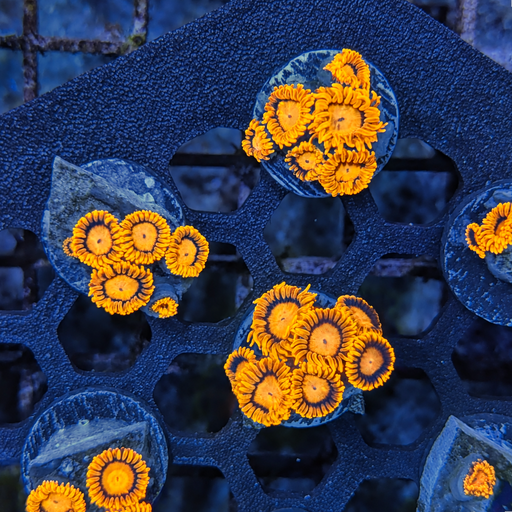 Bam Bam Zoa Frag