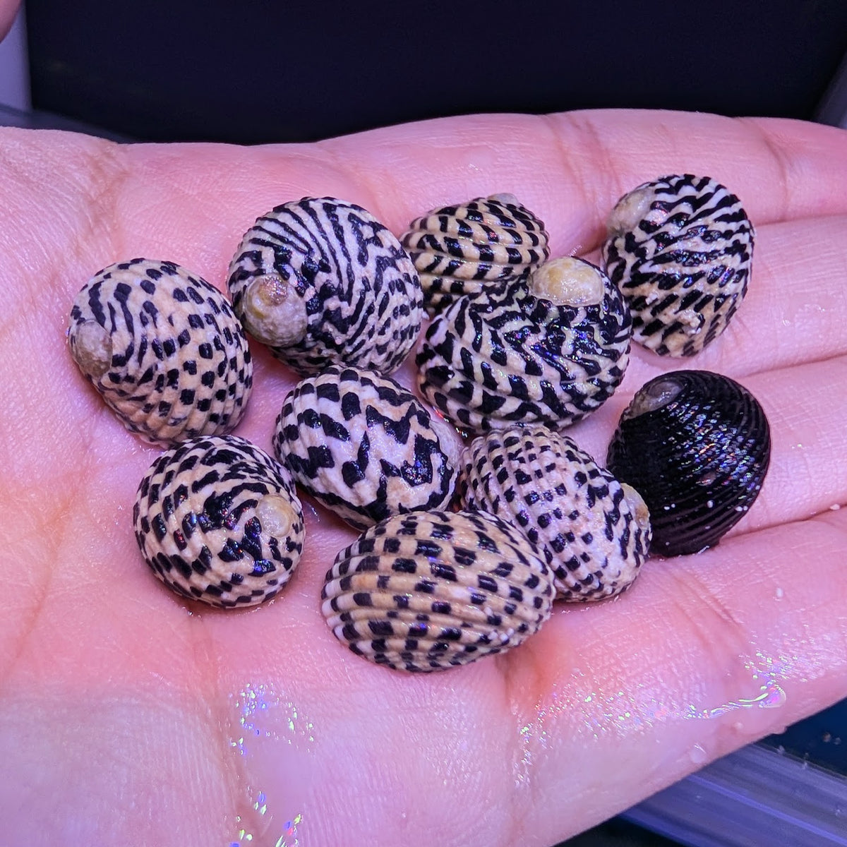Nerite Snail (Saltwater)