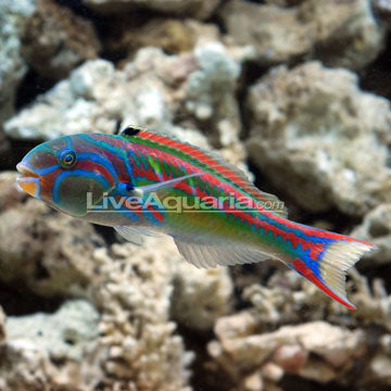 Fivestripe Wrasse