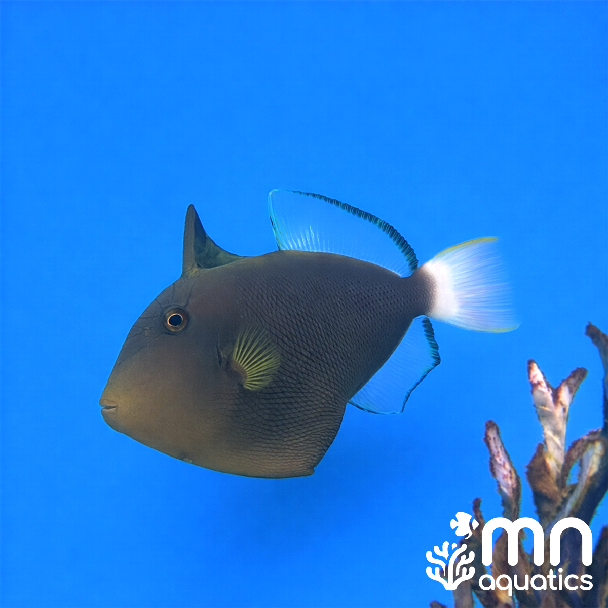 Pinktail Triggerfish