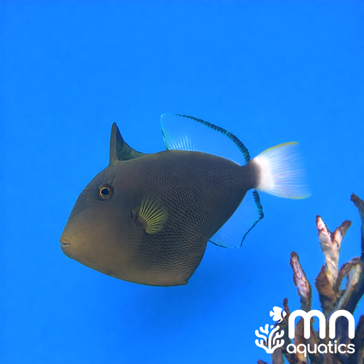 Pinktail Triggerfish