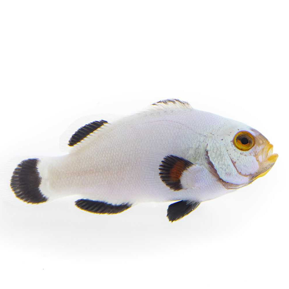 Platinum Clownfish
