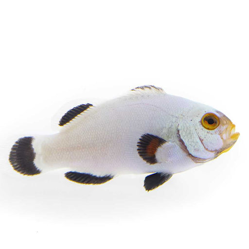 Platinum Clownfish
