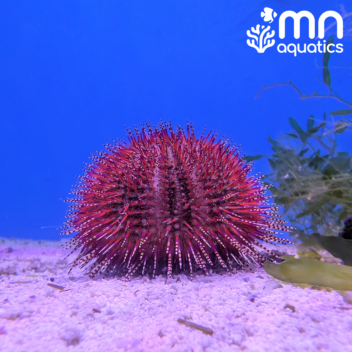 Red Pincushion Urchin
