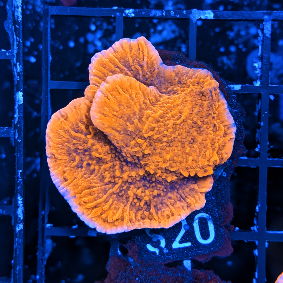 Red Plating Montipora Frag