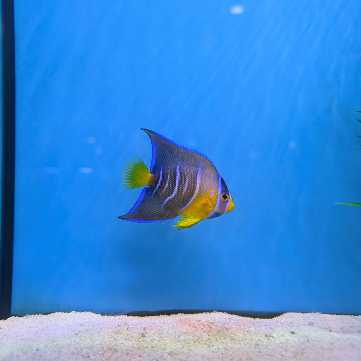 Queen Angelfish