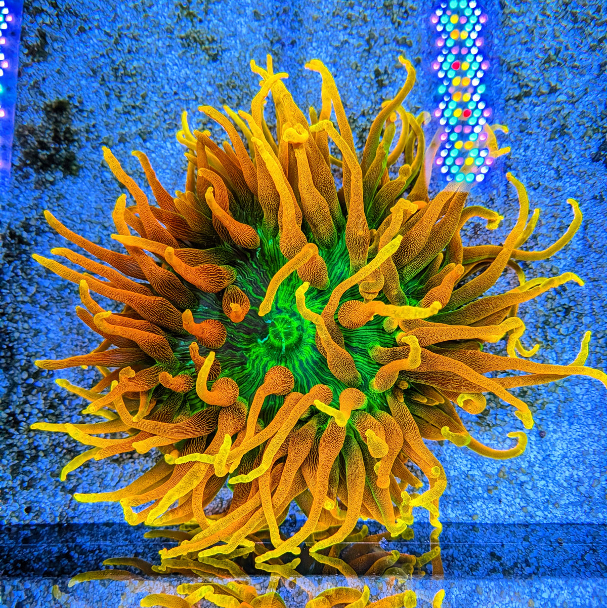 Colorado Sunburst Anemone