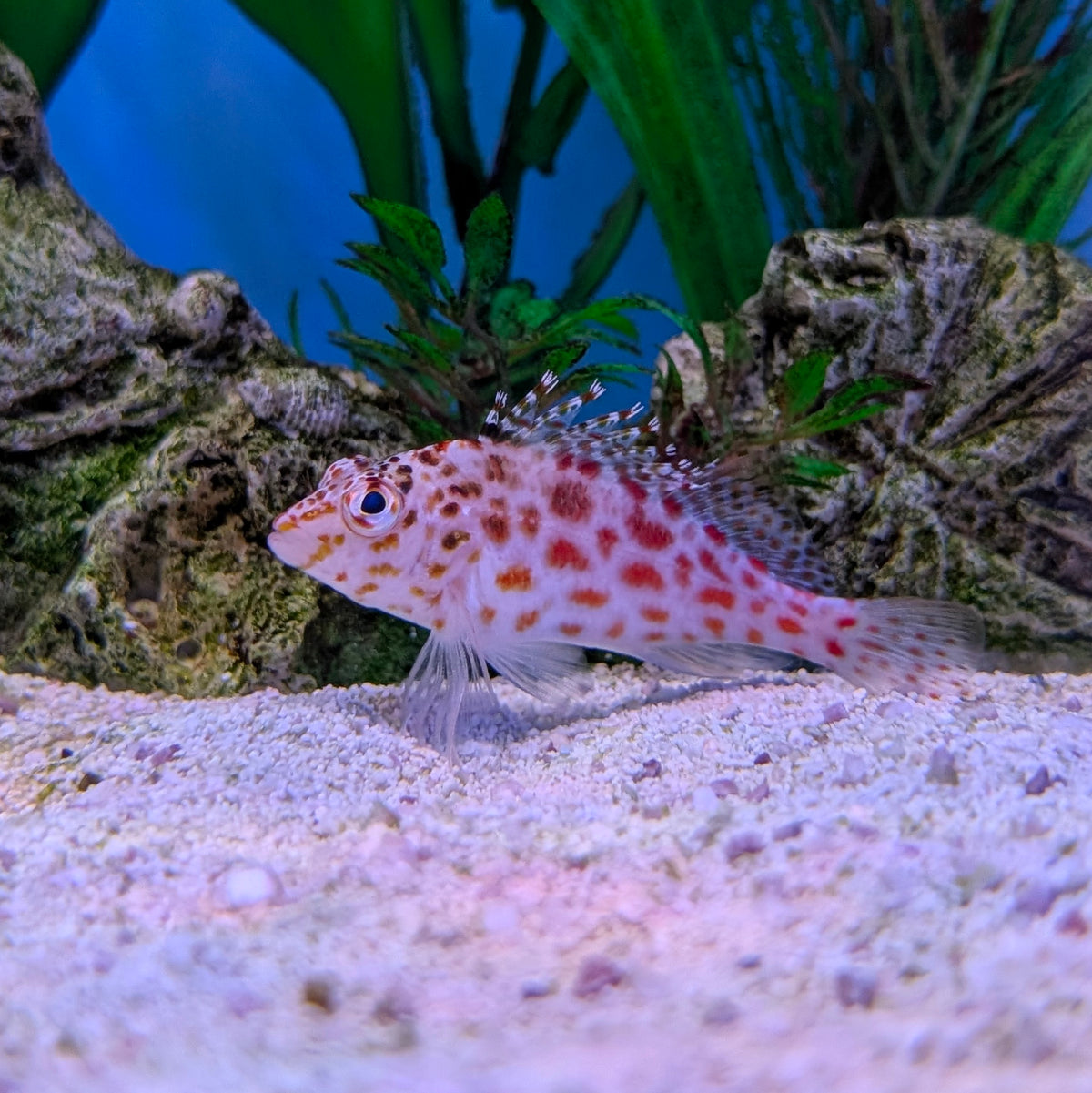 Pixy Hawkfish