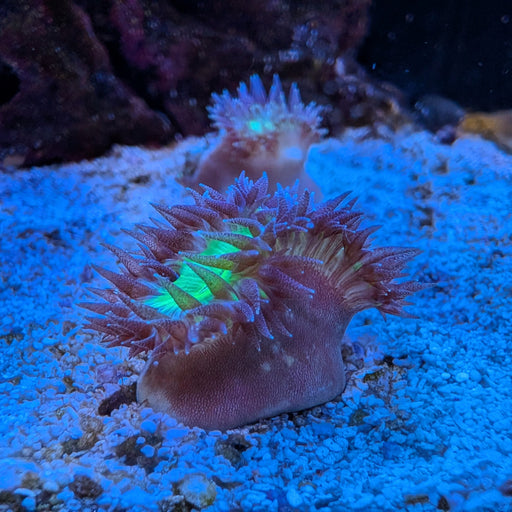 Walking Dendro