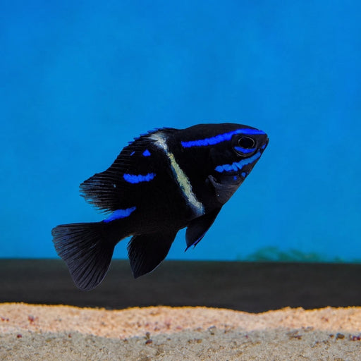 Blue Velvet Damsel