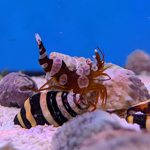 Sexy Shrimp