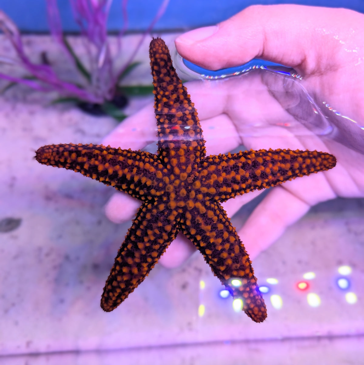 Common Starfish