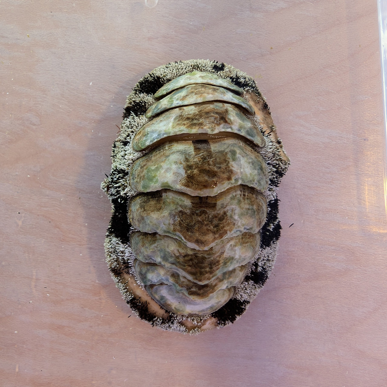 Fuzzy Chiton