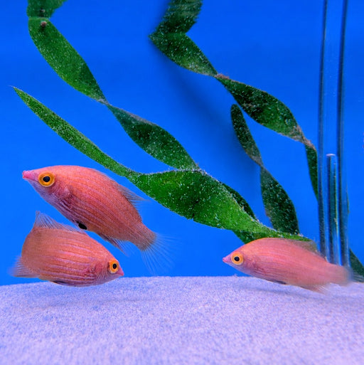 Pink Streaked Wrasse