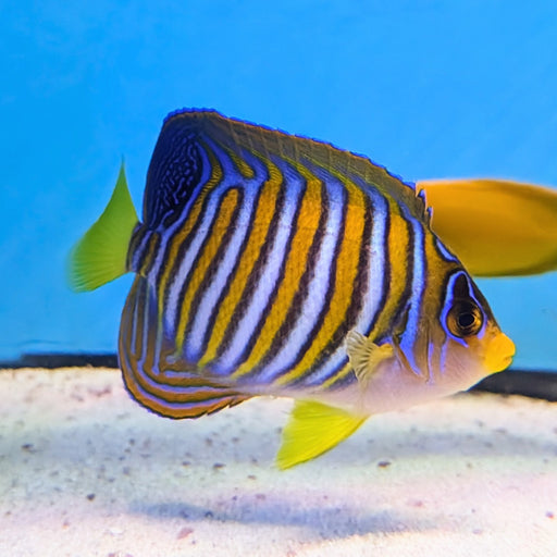 Regal Angelfish