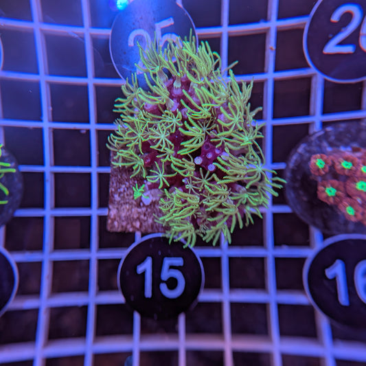 Pipe Organ Coral (M) WYSIWYG #4115