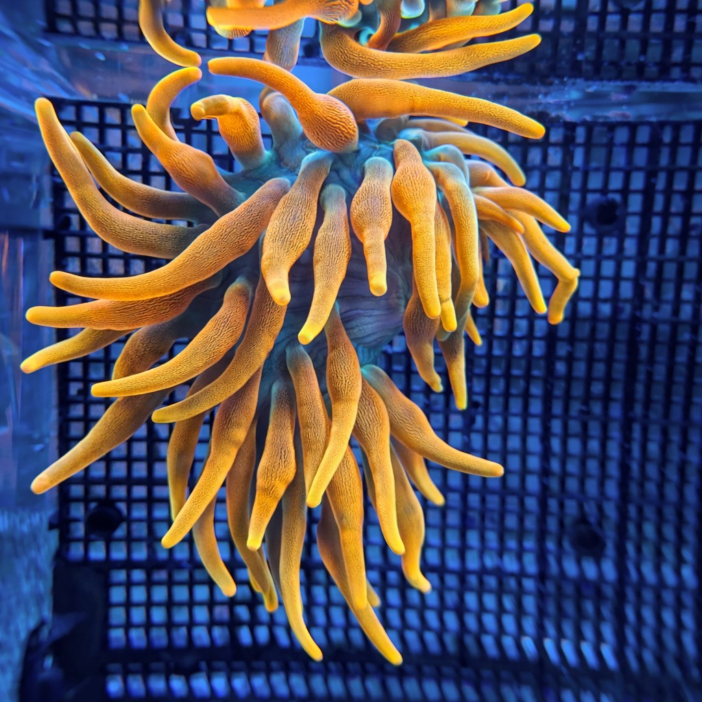 Colorado Sunburst Anemone Large